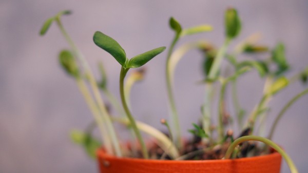 Эксперты рассказали, как разбудить семена перца, которые не хотят всходить Эксперты рассказали, как разбудить семена перца, которые не хотят всходить