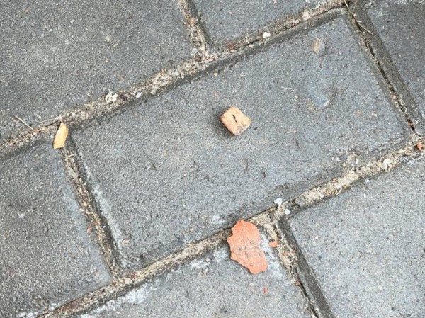 В Новой Москве активизировались догхантеры: хозяева бьют тревогу из-за зверских методов