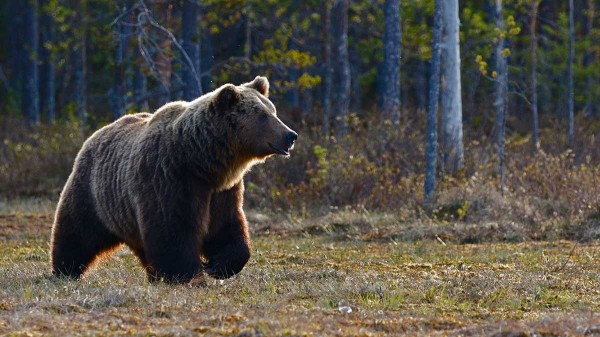 Артист цирка Касеев прокомментировал гибель дрессировщицы в Парголово