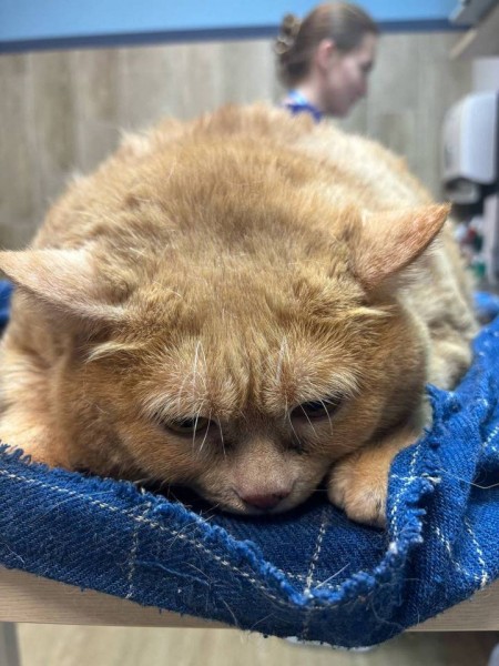 Кота, которого раскормили до 17 килограммов, теперь спасают волонтеры Кота, которого раскормили до 17 килограммов, теперь спасают волонтеры
