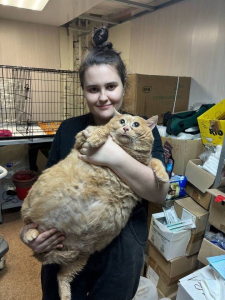 Кота, которого раскормили до 17 килограммов, теперь спасают волонтеры Кота, которого раскормили до 17 килограммов, теперь спасают волонтеры