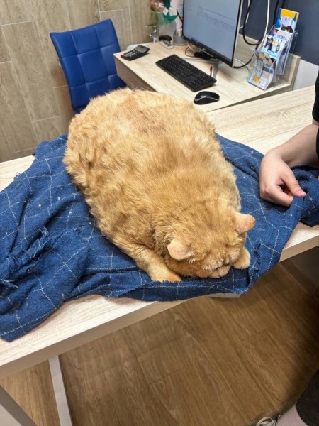 Кота, которого раскормили до 17 килограммов, теперь спасают волонтеры Кота, которого раскормили до 17 килограммов, теперь спасают волонтеры