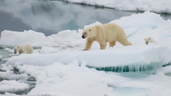 PLOS One: белые медведи чаще контактируют с опасными микробами из-за потепления