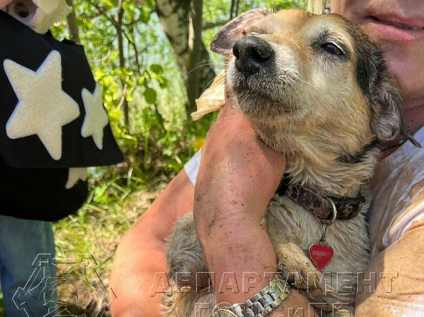 В Москве нору бобра разрушили из-за любопытной собаки В Москве нору бобра разрушили из-за любопытной собаки