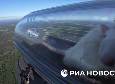 Российские ученые запустили в стратосферу крыс с нейроимплантами Российские ученые запустили в стратосферу крыс с нейроимплантами